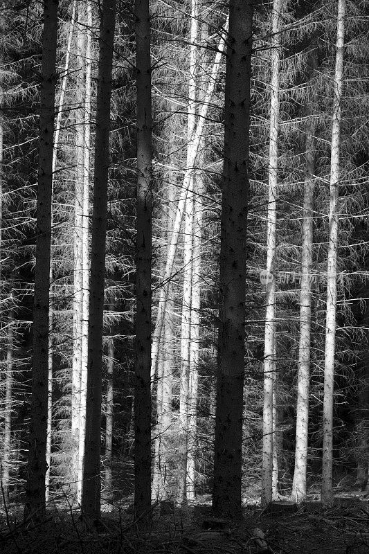 Abstract light and shadow forms - dead conifers in the forest - monochrome